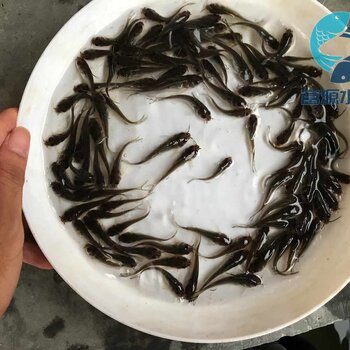 常德叉尾鮰魚苗出售湖南永州叉尾魚苗批發美國斑點叉尾鮰魚苗產品分類